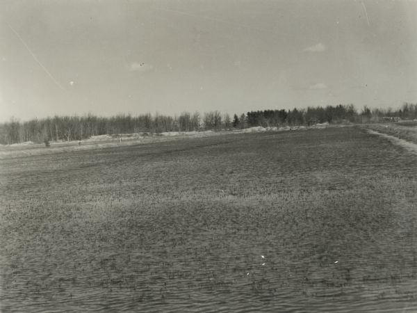 A flooded cranberry bog. In this case the bog was flooded in the spring in order to kill insects.