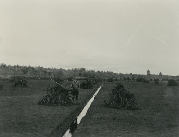 Newly cleared cranberry marshes. In the center a man stands near a man-made irrigation ditch. To the left and right of the ditch are large piles of roots and plant debris left over after the scalping of the new cranberry section. They are stacked in large piles for burning.