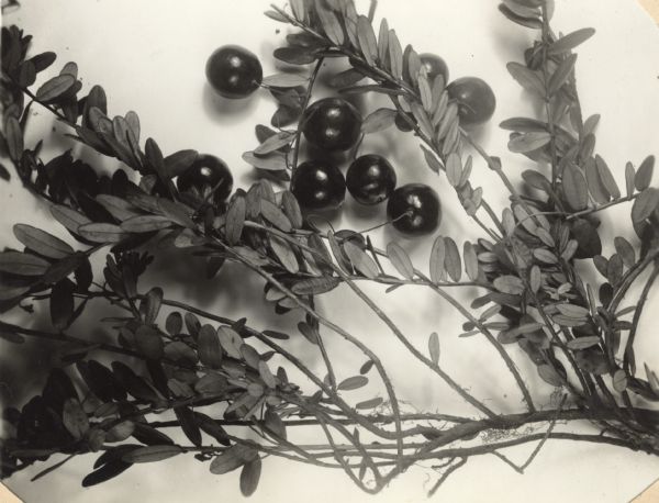 Studio photograph of a wild cranberry plant.