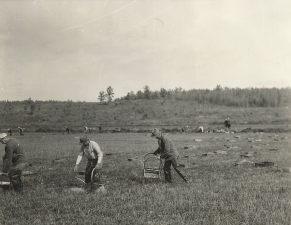 Three men, in waders, harvesting cranberries by hand with cranberry rakes. In the background other harvesting teams are visible, as well as crates of harvested cranberries scattered throughout the marsh.