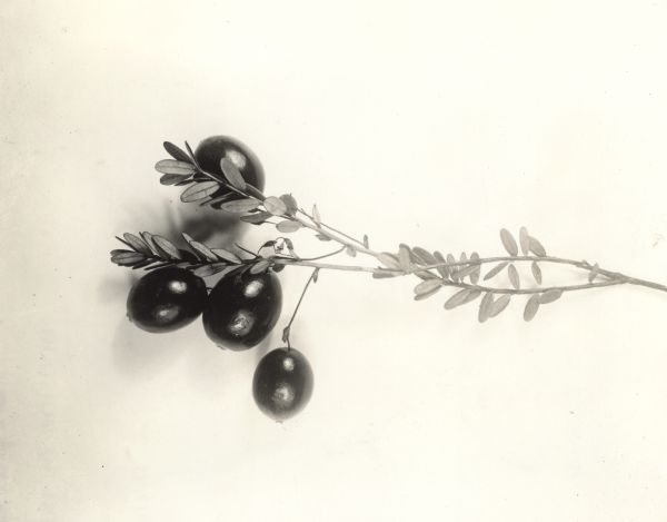 Studio photograph of a cultivated variety of a cranberry plant.
