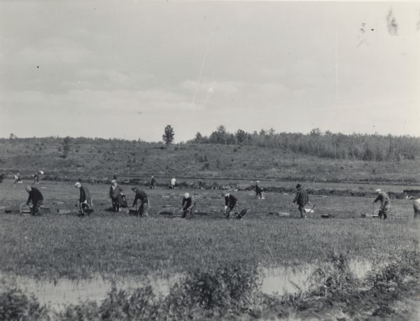 A team of cranberry harvesters work in a line across a flooded cranberry marsh.
