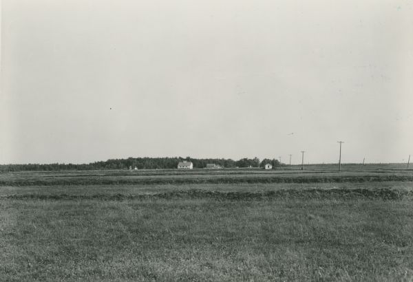Cranberry marsh with farm buildings in the far background.