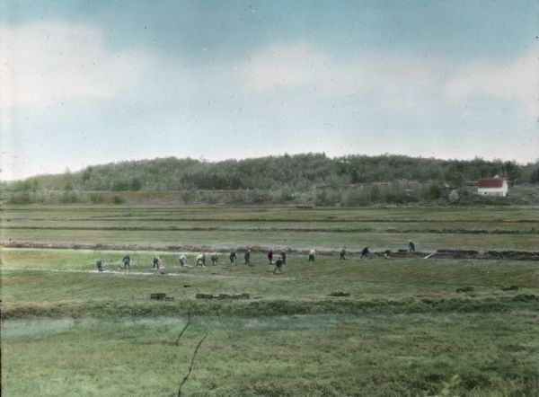 Hand-colored image of a Wisconsin cranberry bog and harvest. Men are harvesting in the flooded cranberry marshes.