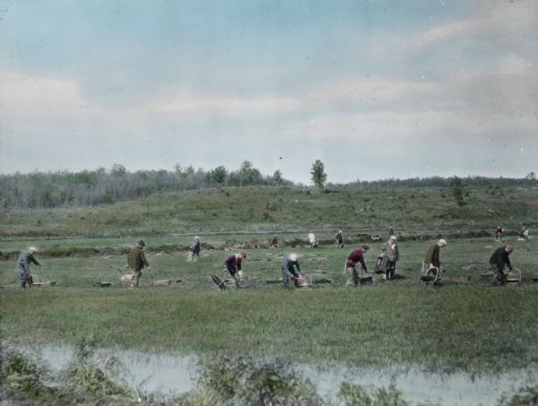 Hand-colored image of field hands harvesting with cranberry rakes from a flooded cranberry marsh.