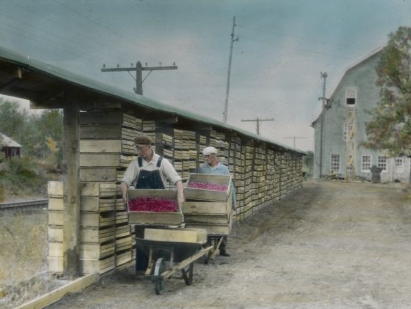 Hand-colored image of two men loading cranberries in crates into an open air drying shed shortly after harvest.