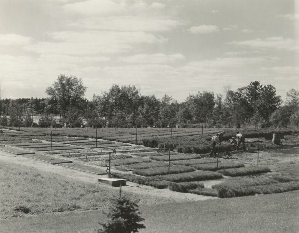 Elevated view of cranberry plants in various stages and varieties at the Nepco Nursery. A group of four men are working among the plants on the right.