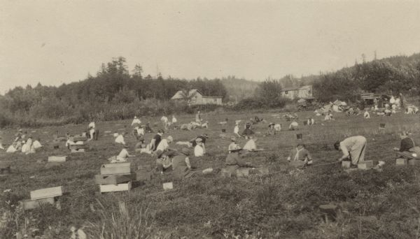 A large crew in a sectioned field harvests cranberries by hand from a Wisconsin cranberry bog. There are farm buildings in the background.