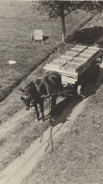 Elevated view of hand picked cranberries in crates loaded into a horse-drawn cart.