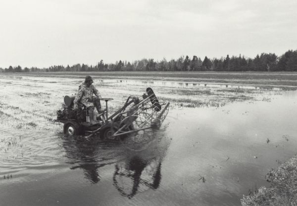 Man driving machine used to harvest cranberries on a flooded marsh.