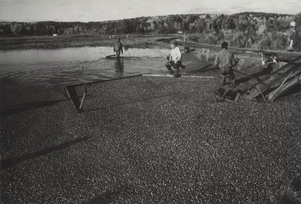 Cranberry harvesters use wooden booms and rakes to gather cranberries from a flooded marsh.