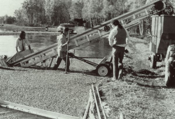 Freshly harvested cranberries float on the top of a flooded cranberry marsh. The berries are gathered and fed onto a conveyor belt that dumps the berries into a truck for transport. Harvesters use wooden booms and rakes to keep the berries within a confined area.