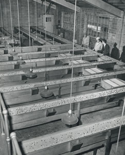 Elevated view of graded cranberries moving along multiple conveyor belts to await further processing and inspection. Three men stand near the conveyor belts on the right.