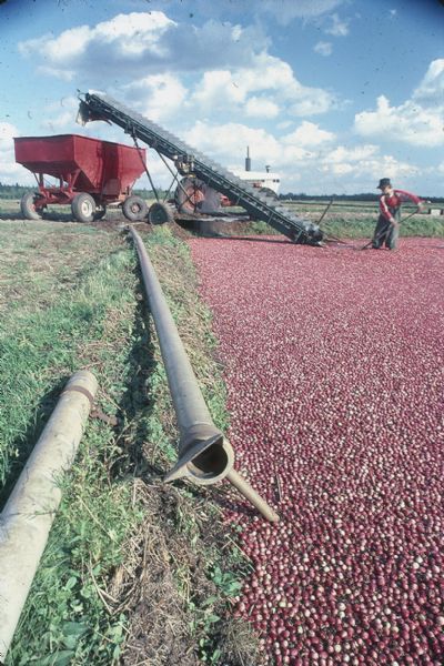 Cranberry marshes flooded and full of cranberries for the harvest. In the background is farm equipment, and men are removing the cranberries from the marsh and loading them into trucks for transport.