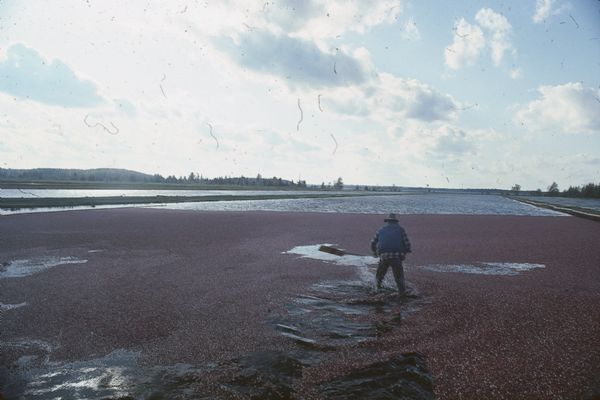 Man in waders walking through a cranberry marsh during harvest. Marshes are flooded and harvested berries float to the surface. Booms and rakes are then used to gather the berries.