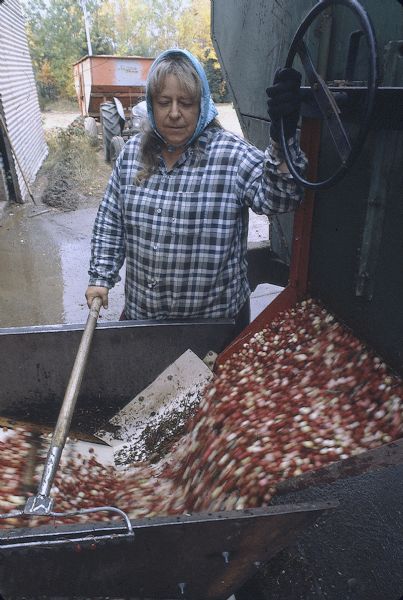 Harvested cranberries being unloaded from a truck for cleaning and processing. A woman stands over the cranberries with a rake while adjusting the flow of the berries into a bin.
