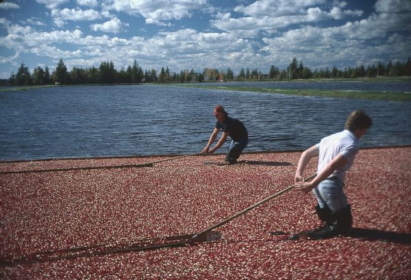 Men with rakes and wearing waders work knee-deep in water harvesting cranberries on a flooded marsh.