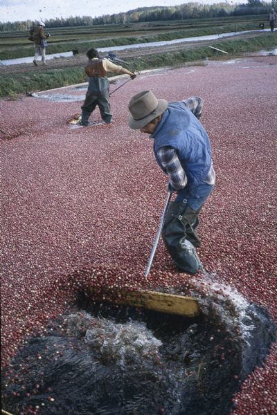 Men harvesting cranberries on flooded marshes with rakes.