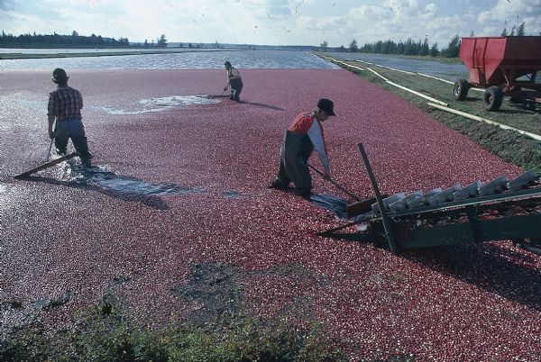 Men harvest cranberries by raking the fruit across flooded marshes onto a conveyor belt which loads the berries into trucks.