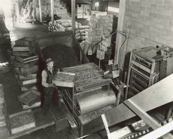 Elevated view of a man loading freshly harvested cranberries into processing machinery. The machine appears to separate the berries from leaves and other debris. In the background are supplies and equipment used for the assemblage of crates for cranberry storage.