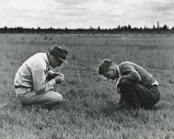 Two men inspecting cranberry plants, most likely for pests or disease.