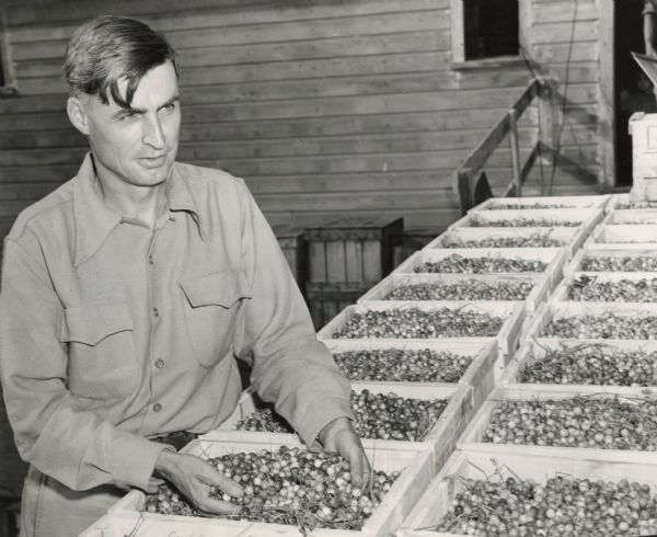 Man posing with crates of newly harvested cranberries. The cranberries have not been cleaned as there is still plant debris in the crates.