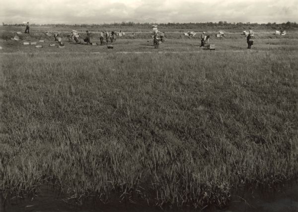 Men in flooded cranberry field for harvest.