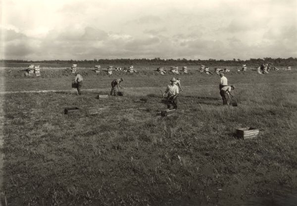Men in waders harvesting cranberries. In the foreground the fields have been flooded for the harvest. In the background crates have been stacked along the edge of the field.