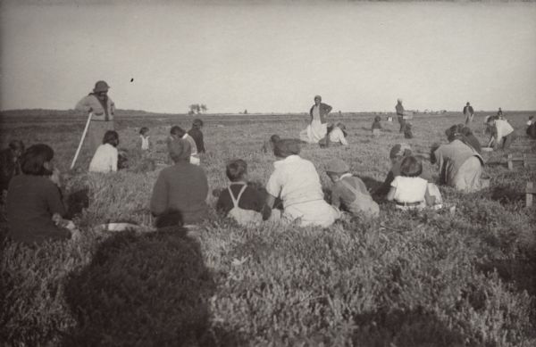 Cranberry pickers in a Wisconsin marsh. The pickers include women and children.
