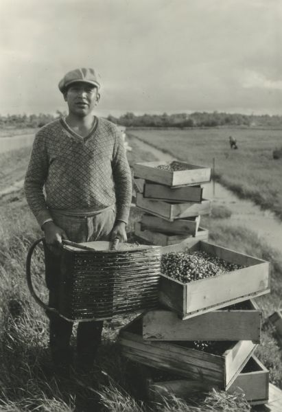 Unidentified man holding a cranberry rake, next to newly harvested cranberries in crates.