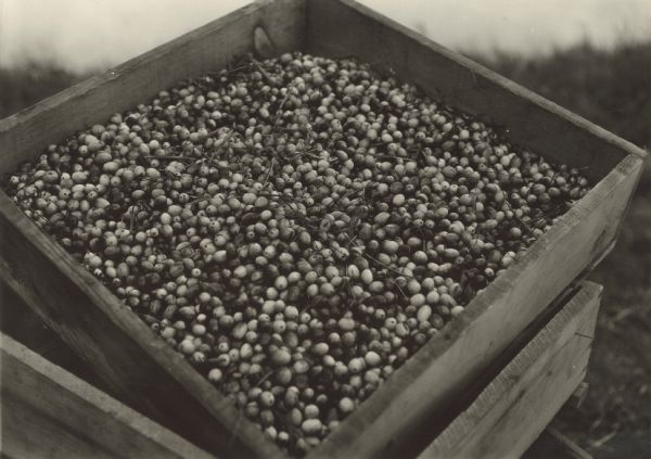 Promotional photograph of crates of newly harvested cranberries taken by the Wisconsin State Cranberry Growers Association.