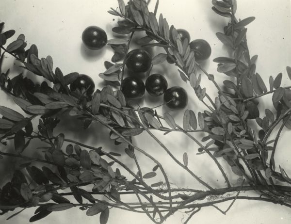 Exhibit photograph of a cranberry plant.