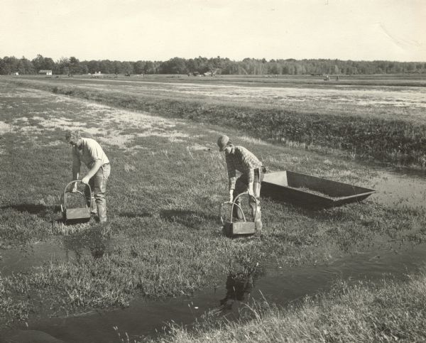 Two men harvesting cranberries with cranberry rakes in Wisconsin marshes. There is a barge near them on the right.