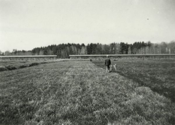 Men working in Wisconsin cranberry bog. Possibly combing the vines. In the background are long, open air sheds packed with crates.