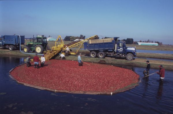 Harvesters wade through cranberries contained by booms in the cranberry marsh as they travel on a conveyor belt into the waiting trucks.