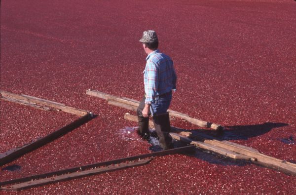 A man wearing waders walks knee-deep through floating cranberries. The wooden boards floating in the water are booms to contain the cranberries for harvesting.