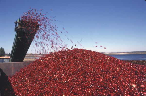 Cranberries fly off of a conveyor belt onto a large pile in the back of a truck during harvest.