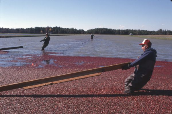 Men positioning floating booms to confine the cranberries so they can be harvested.