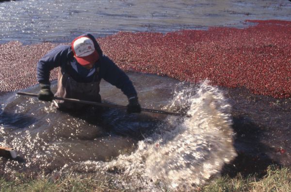 A man stands waist-deep in water to harvest cranberries with a rake during the harvest.