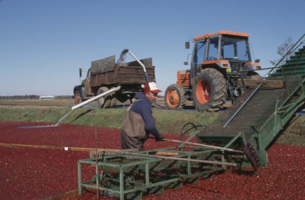 A man stands in the water next to the conveyor belt that transports cranberries into the truck.