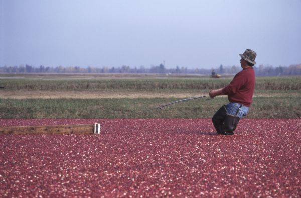 A man wearing waders walks knee-deep through water and floating cranberries as he pulls a boom used for confining the cranberries so they can be harvested.