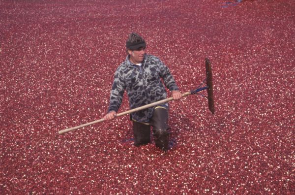A man holding a rake wades knee-deep through floating cranberries during the harvest.