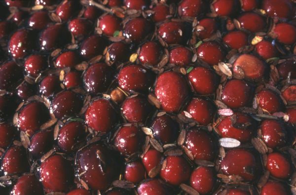 Close-up of cranberries floating in the water during harvest.