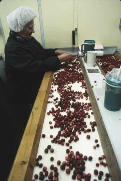 A woman wearing a jacket and hairnet sorts cranberries on a conveyor belt at the Walker Cranberry Company.