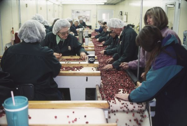 Many women sort cranberries on conveyor belts at the Walker Cranberry Company. All are wearing jackets and many wear hairnets.