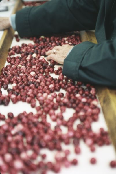 Close-up of conveyor belt showing the sorting of cranberries at the Walker Cranberry Company.