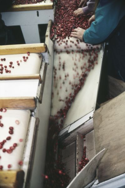 Cranberries being sorted on a series of conveyor belts at the Walker Cranberry Company.