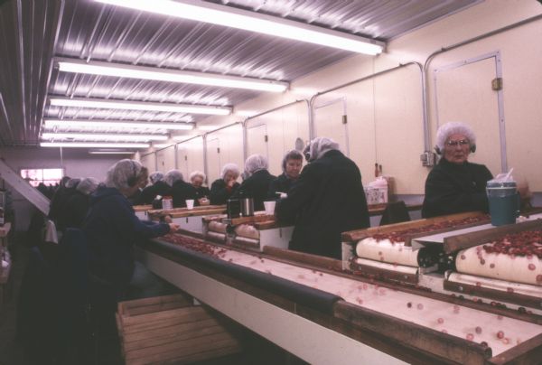 Many women sorting cranberries on several conveyor belts at the Walker Cranberry Company. They are wearing jackets and hair nets.