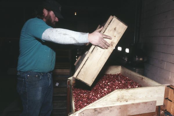 A man dumps a box of cranberries into a bin at the Walker Cranberry Company.