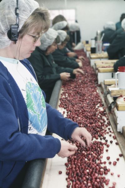 A row of women sort cranberries on a conveyor belt at the Walker Cranberry Company. They are wearing jackets and hairnets. The woman in the foreground is wearing headphones.